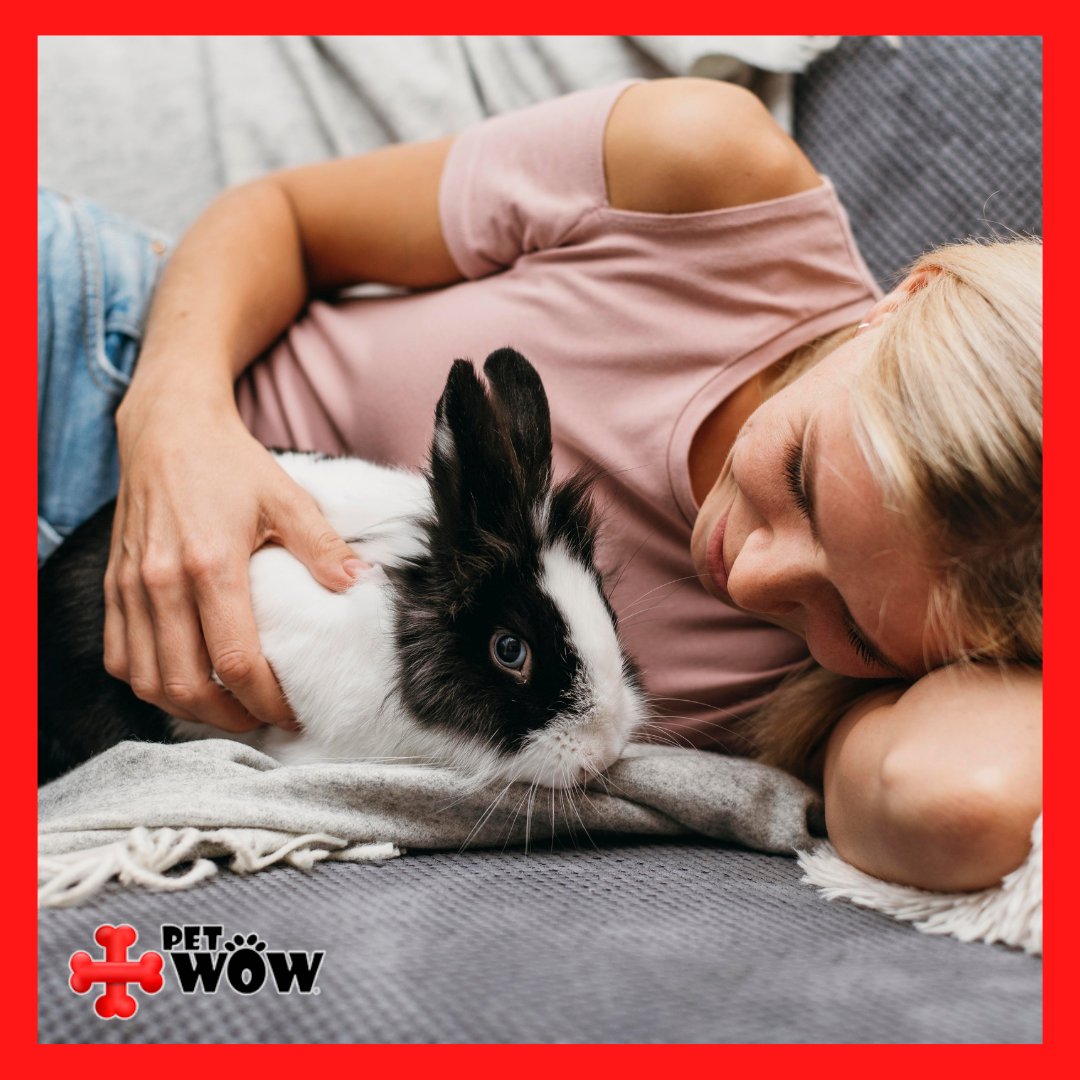 Rabbits are very social creatures and can form strong bonds with their owners. They also love to play and can even be trained to do tricks like a dog. 🐰🐾 #petrabbit #petparents