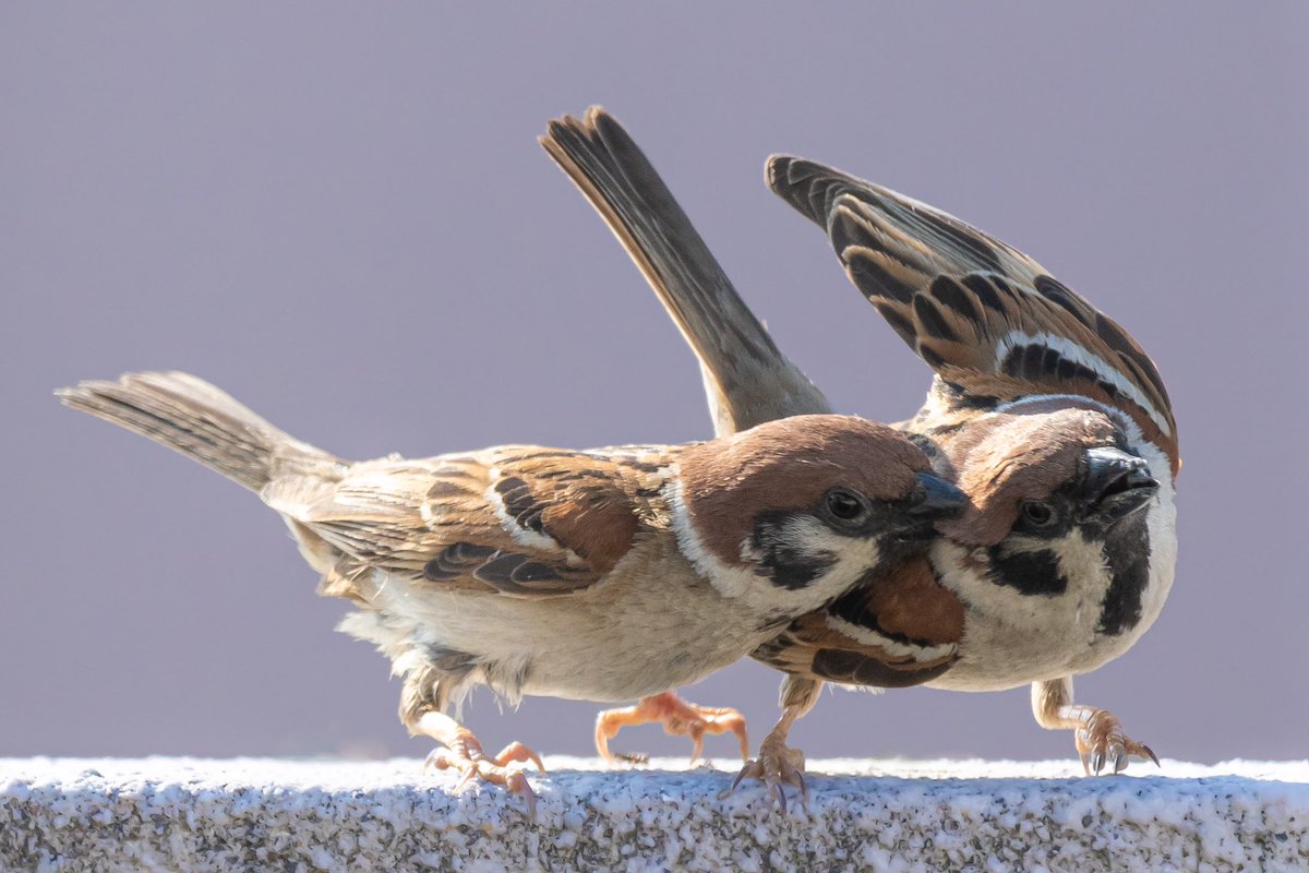 仲がいいのか悪いのか、ほんとスズメさんは謎です。
#スズメ #すずめ #スズメ観測 #ちゅん活 #sparrow #鳥 #野鳥 #野鳥撮影 #野鳥写真  #PENTAX