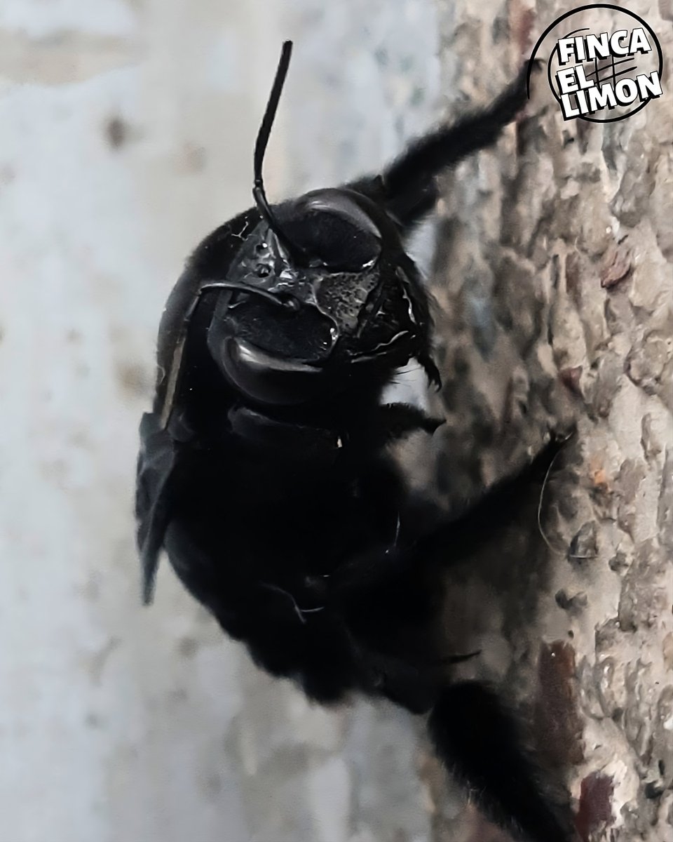 Southern carpenter bee