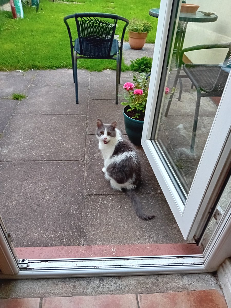 TrishaNHam's tweet photo. @AndyWoodturner Love #grumpypets got one out of three, #2outof3aintbad Pearl a #viciousknitess her brother Benny and latest addition Bear #marshmallows https://t.co/jc3UfABXEy
