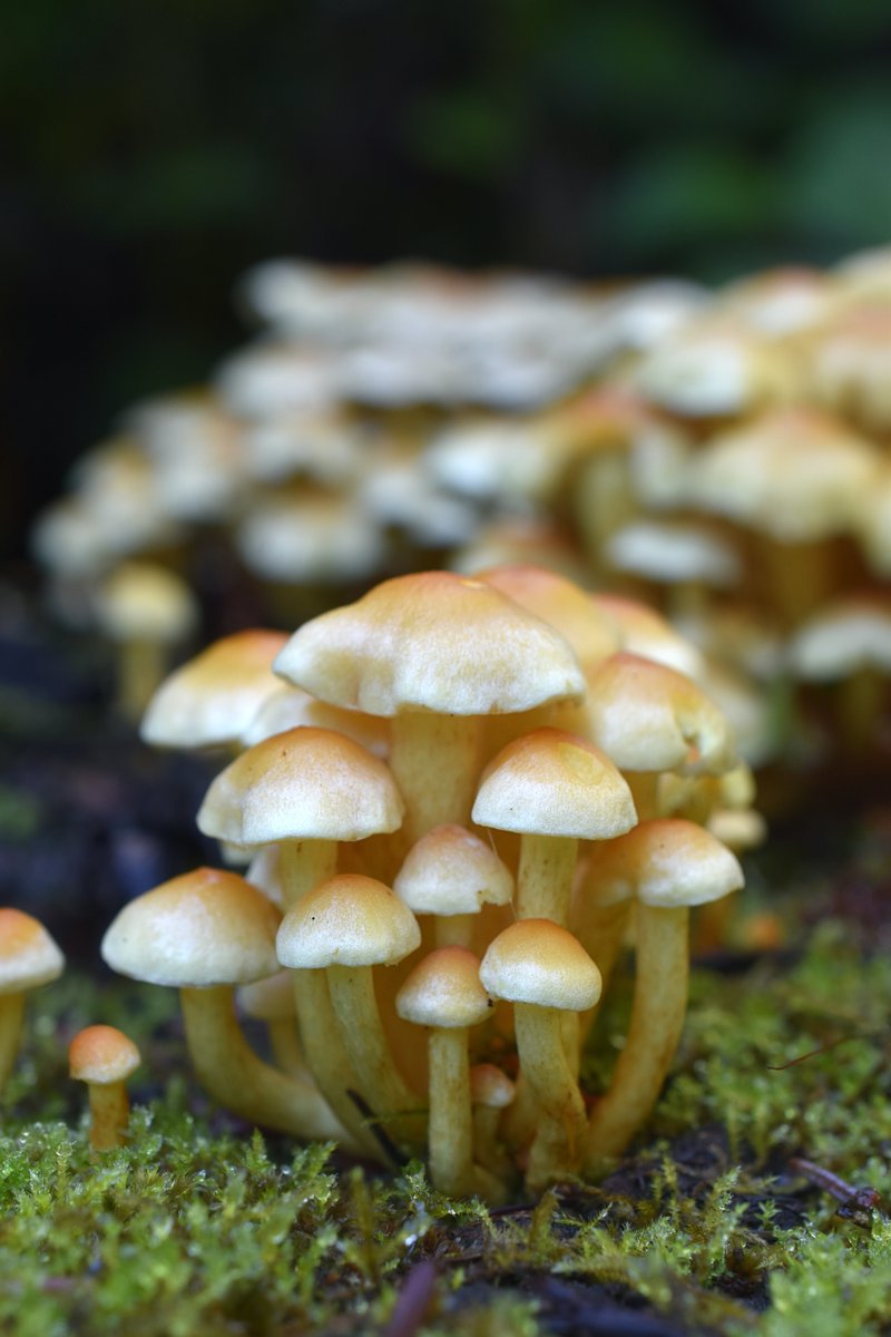 Pretty poison 🤍

The sulphur tuft grows in large clumps on stumps, dead roots or rotting tree trunks. While it may be pretty, the sulphur tuft is bitter and poisonous; consuming it can cause a whole range of negative side affects!

📸: @1friendlyfungus 

#FungusFriday #mushroom
