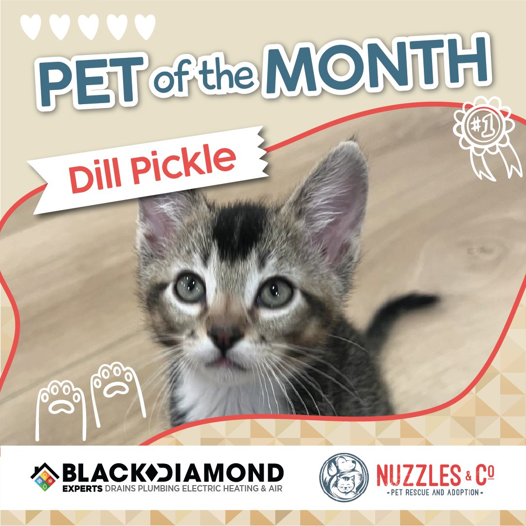 Stop by Nuzzles & Co. Adoption Center in Park City, open daily from 12-5 pm with adorable kittens and cats in tow. With a heart full of happiness, Dill Pickle is ready to bring joy to your home. Come meet many more animals! 
#blackdiamondexperts  #NuzzlesAndCo #Cats #parkcity