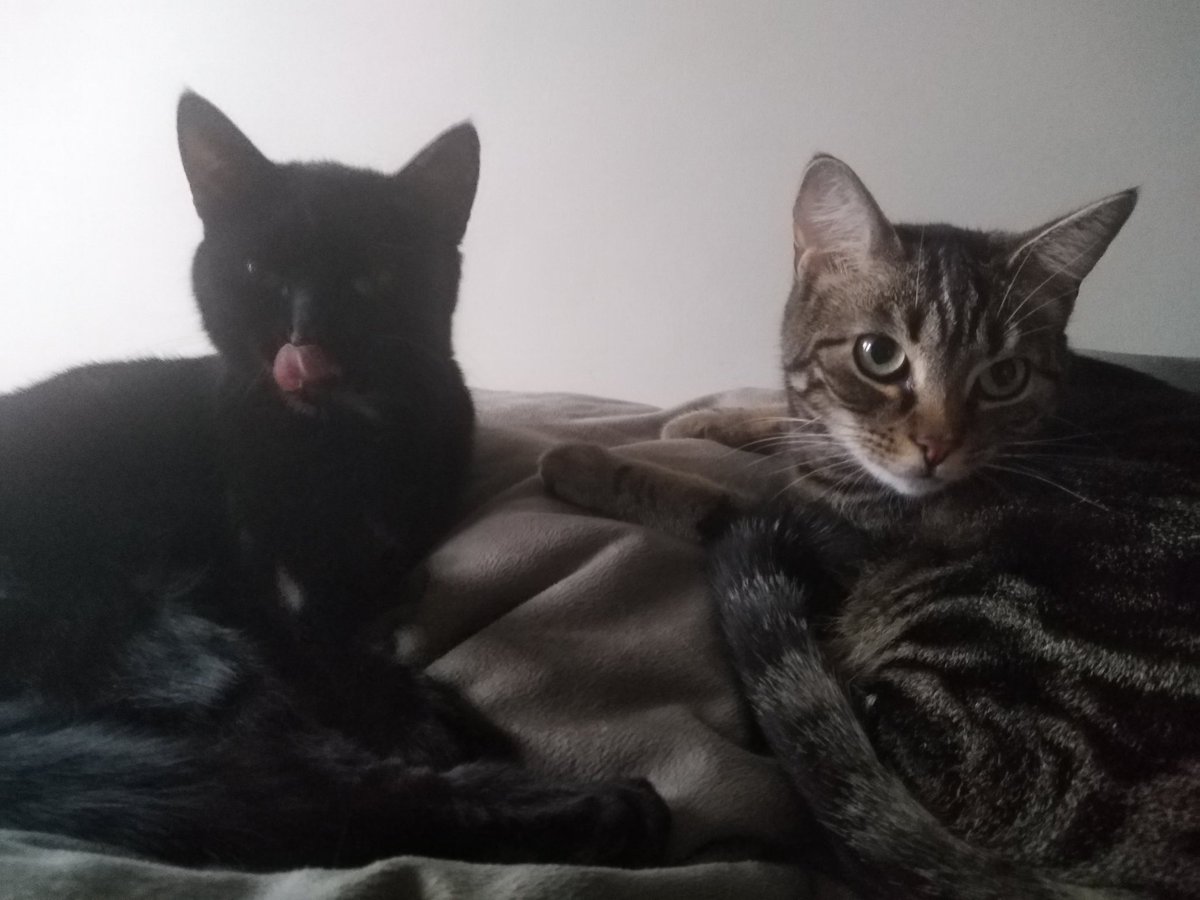 Arch_Novarias's tweet image. Day 635 - I really need to rethink what I'm doing right now. I've been struggling a bit and that uncertainty creates anxiety. I'll just sit down and really think about it tomorrow. Good thing I got these two critters. &amp;lt;3