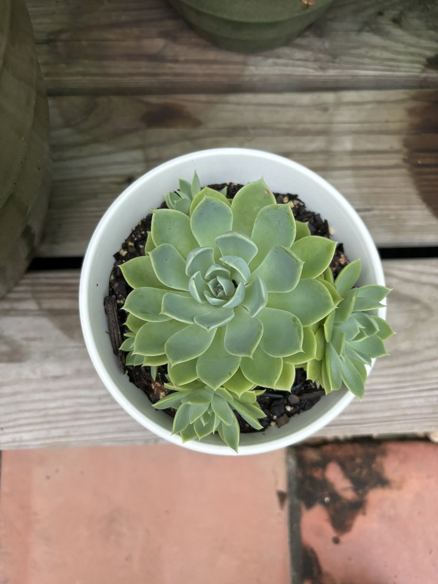 Kristi Pfleghaar, M. Ed. tweet media