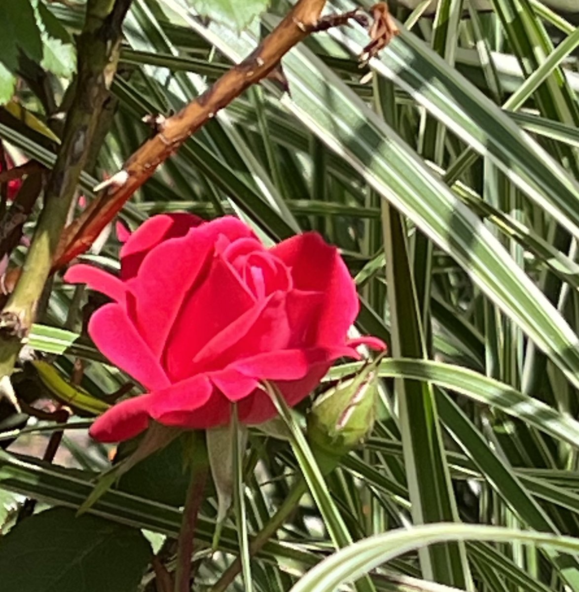 Rose Wednesday 🌹
#RoseWednesday #rose #FlowersOfTwitter #flower #flowerphotography #NaturePhotography #outdoorphotography #photography #photographers