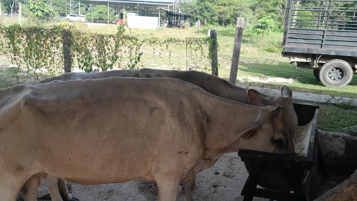 #construyendoganadería las vaquitas de ordeño suplentadas con sobrantes de cocina por los pequeños productores, además de amansarlas, estás reflejan mayor producción de leche @Fedegan @jflafaurie @cucutapasiongan @cimitarraganado @Manuelaganadera @FedeganSoata