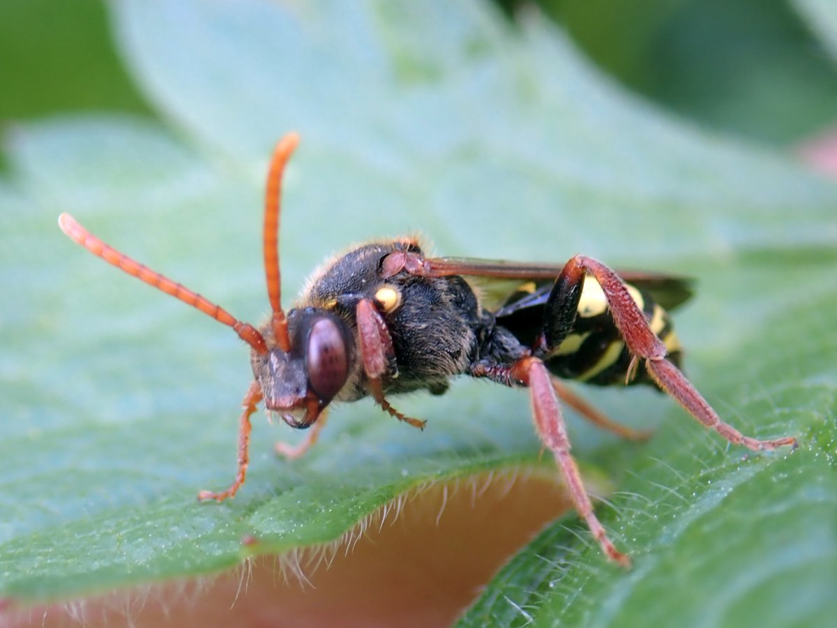 Can't get enough of the Nomada bees at the moment, such vibrant colours. These are Nomada lathburiana (Lathbury's Nomad Bee, male) and N. marshamella (Marsham's Nomad Bee, female), identified with the help of the new key from @StevenFalk1 x.com/StevenFalk1/st…