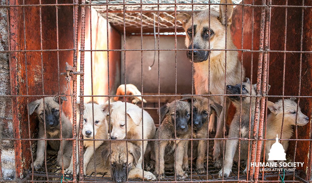 🚨BREAKING🚨 @CDCgov released a final rule that places restrictions on dogs brought into the U.S. that will make it harder for international rescue efforts to save vulnerable dogs and for families to travel back to the U.S. with their pets. We advocated for sensible,