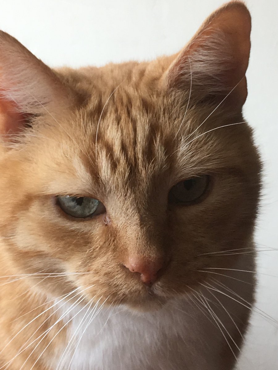 MrFluffytoes's tweet photo. @Cleoyogacat Me 🐯🧡🐾

#Ginger #GingerPosse #Hedgewatch https://t.co/9ftUVYiGSV