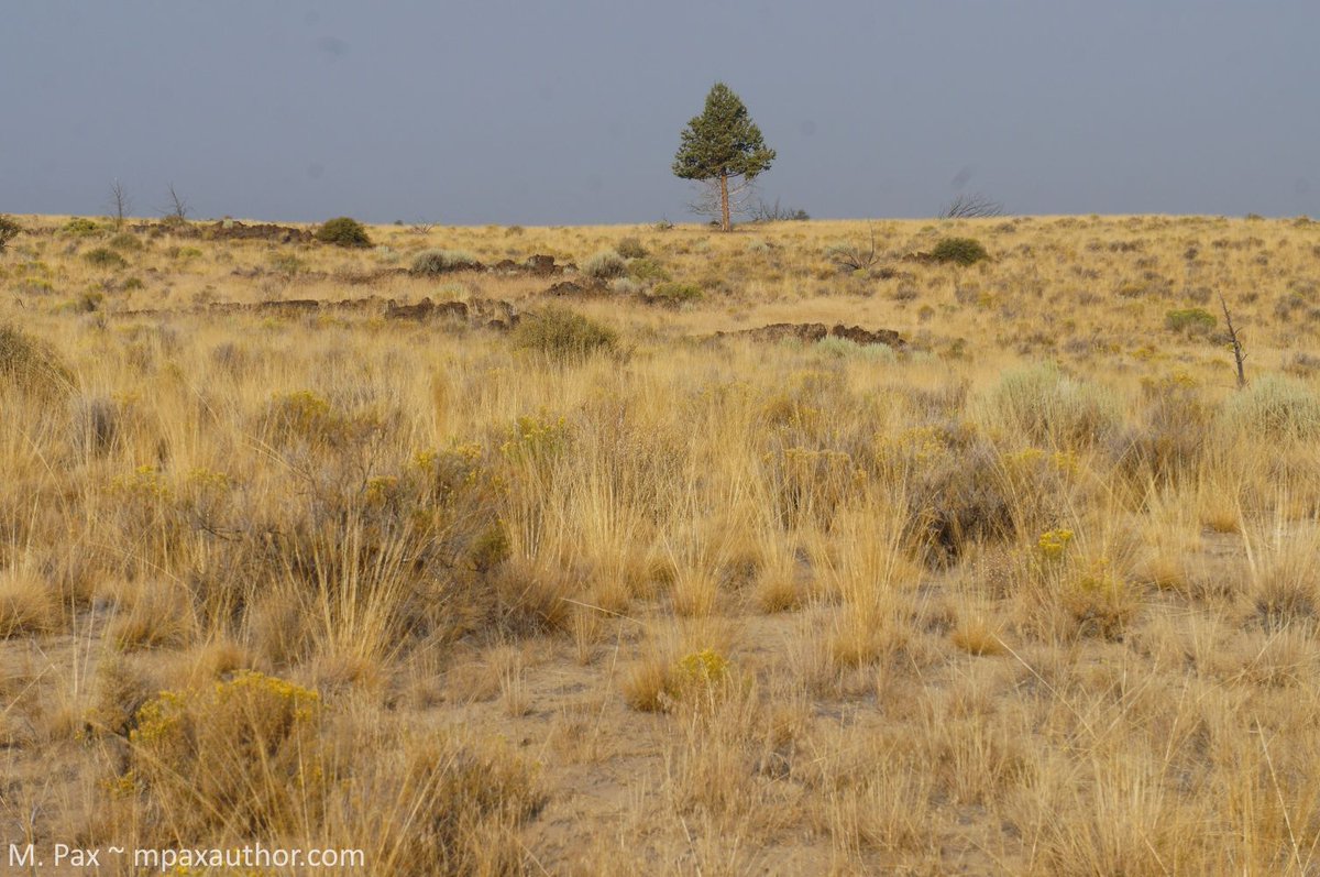 I was just wandering through the desert on a trail with no name / High Desert / Oregon #LandscapePhotography #NaturePhotography #NatureBeauty #photooftheday