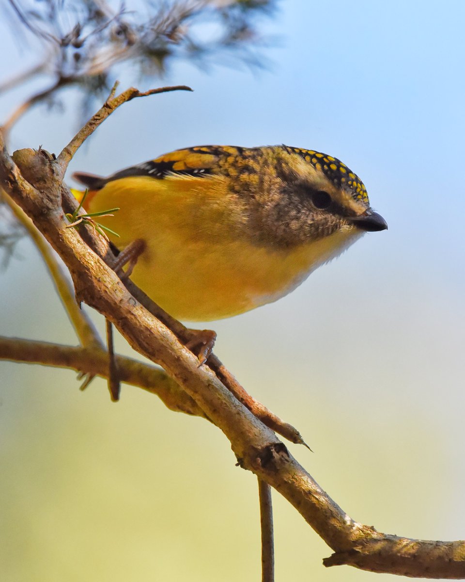 Oft heard, much spotted, but seldum spied. 

Inquisitive little pardolaote @ Royal Botanic Gardens. Got so close at one stage he was inside min. focus distance. Good birb.

#wildoz #ozbirds #spottedpardalote