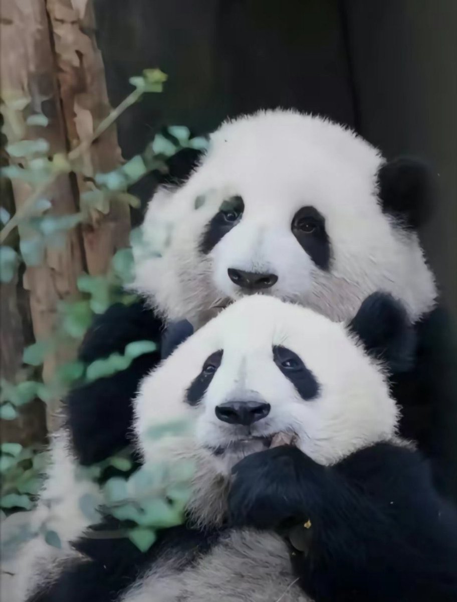 thanh40180's tweet photo. Hua Hua and younger sister He Ye #huahua #panda #aninal #cute https://t.co/nENsME0HZt