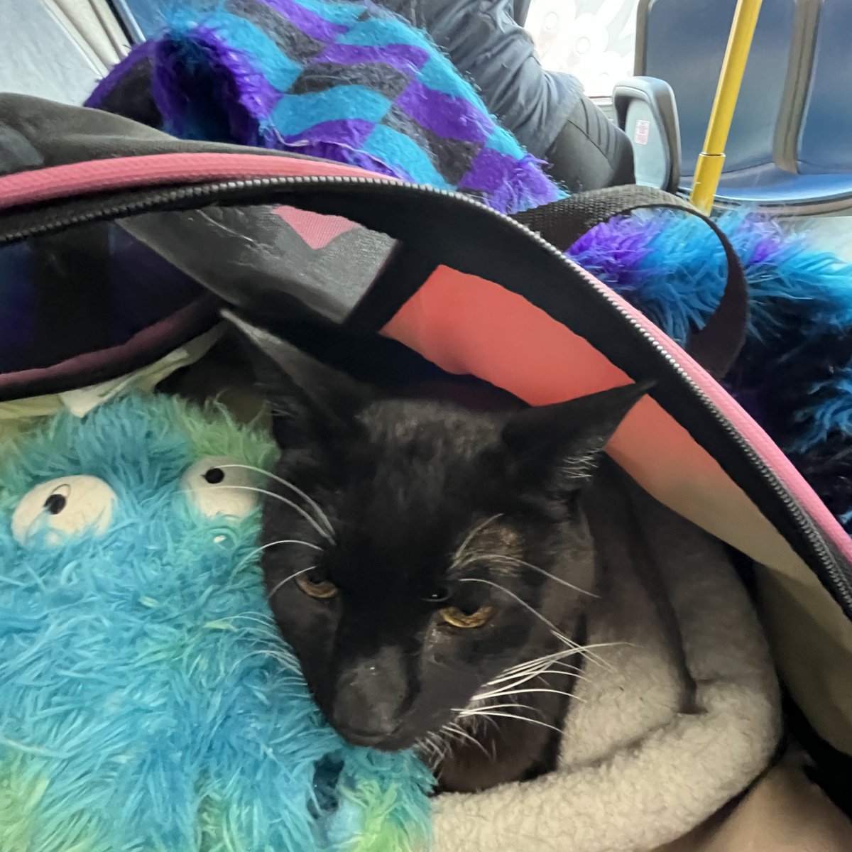 Long bus ride home from seeing Harpo's oncologist. Sorry I didn't tell you he seems to be OK on that front earlier. I didn't sleep the night before & slept much of the day. I'll post the details & video in the morning. #CatsOfTwitter #CatsOfX