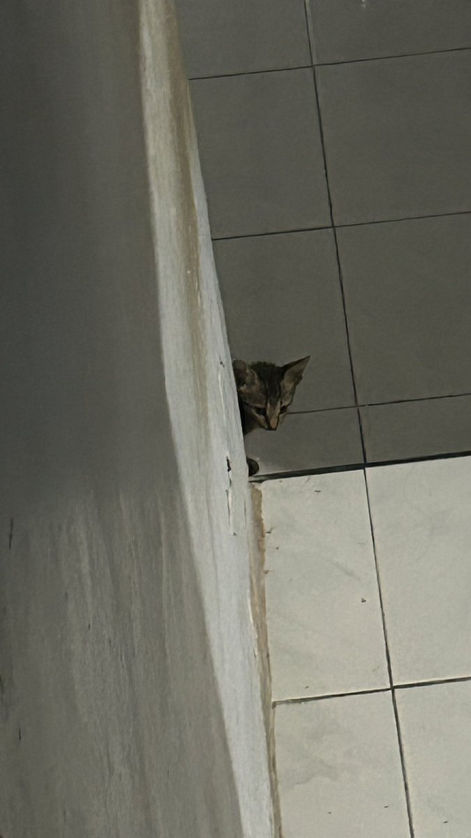 fu_fadli's tweet photo. Jarang foto/video-in meong, tapi ini dokumentasi terakhir. Dia kayak pengen ikut gitu sama yg lain. Lucu tapi sedih https://t.co/v8z5uhWrBm