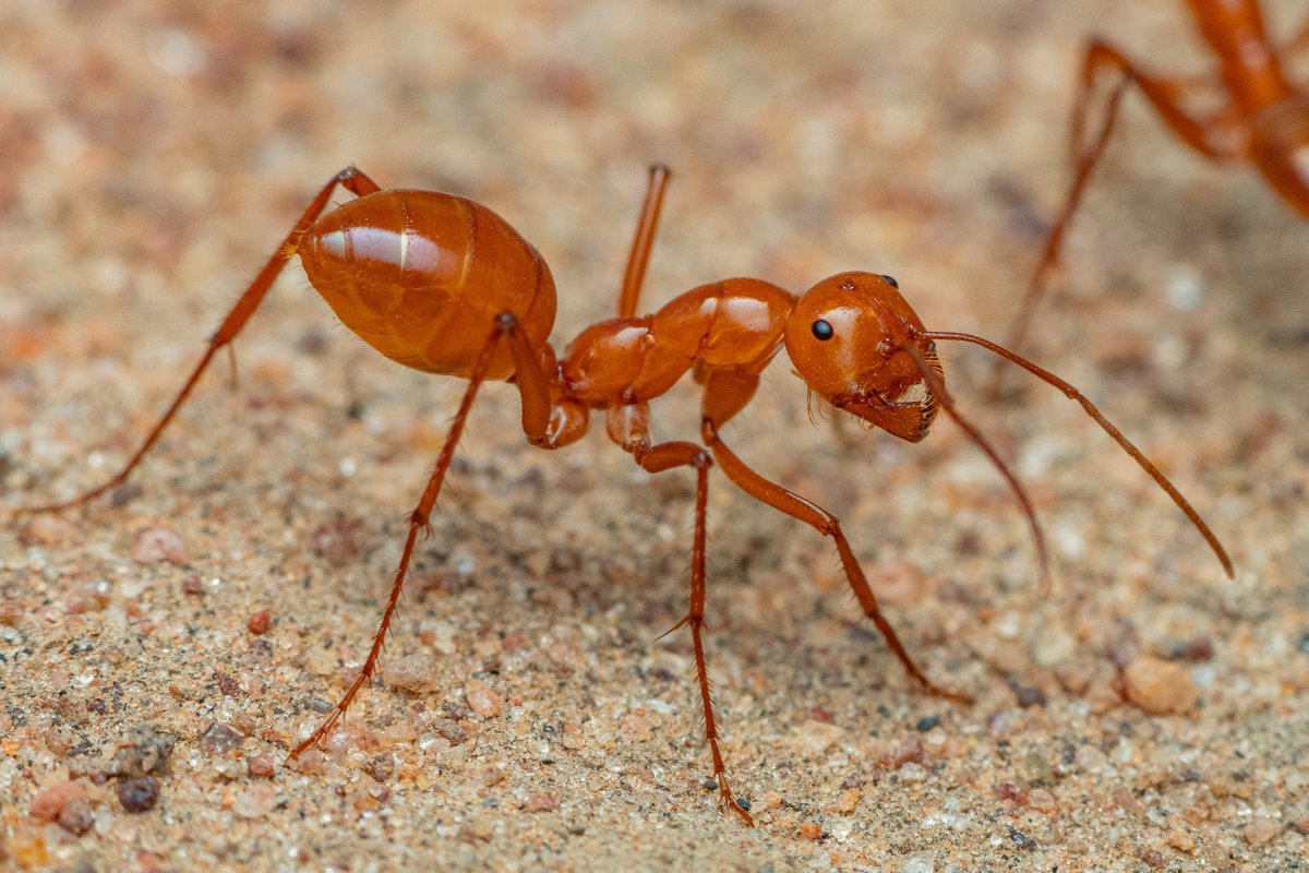 New paper on the ant fauna of Uluru-Kata Tjuta national park in arid Australia. 
1. Uluru 
2. Kata Tjuta 
3. Melophorus bagoti 
doi.org/10.1016/j.jari…