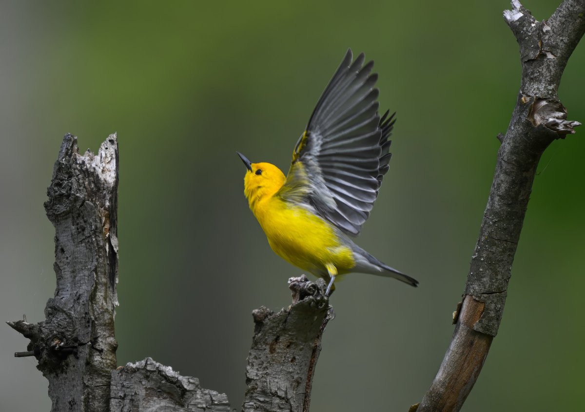 A bright yellow Prothonotary warbler set for take off after a nice snack of tiny insects from dead tree trunks @ Huntley Meadows Wetlands, Virginia, USA. (2024-04-26) #NaturePhotography #TwitterNatureCommunity #BBCWildlifePOTD #ThePhotoHour #IndiAves #warbler