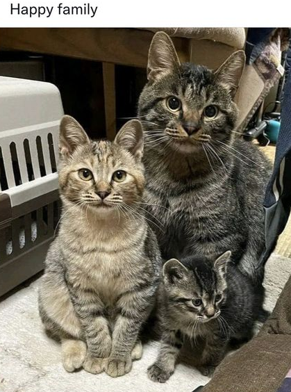 DontShowYourCat's tweet photo. https://t.co/aR2Yb09HQB