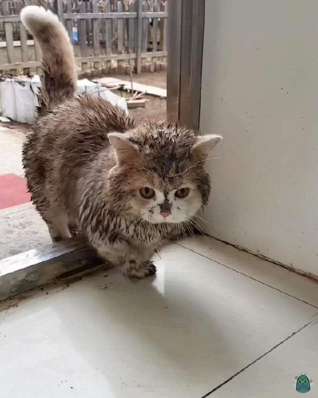 harus sabar.. harus sabar.. 💚
barusan kemarin dimandikan udah blepotan lagi 🙃