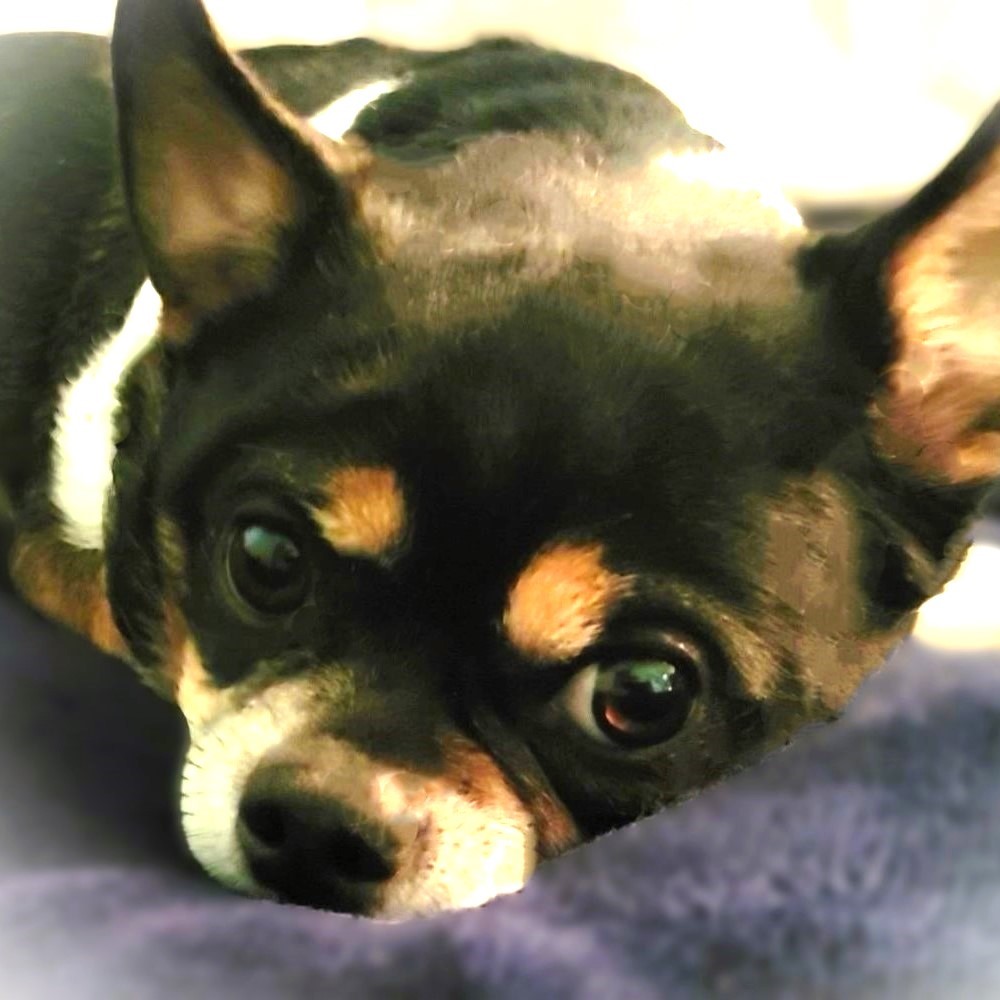 Whoever wants free Chappy Chihuahua Tokens On <a href="/solana/">Solana</a> I will airdrop you them in the morning.

Leave Sol Address 👇
Please Retweet Like &amp; Follow.

jup.ag/swap/SOL-DogC4…
 
Token Id:
DogC4JhFWEPGxVYEkBzWfX4cKSnEdZC3YbTqMEdYaEdi