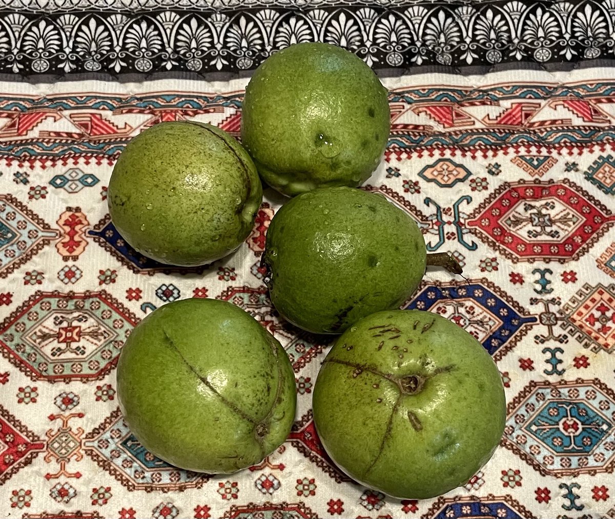 Today's harvest❤️: Organic Guava Thanks to the untimely rains 🌧️, nature's timing ⏱️ is perfect. 🤩 Unexpected blessings 🙏 from the sky! #MyGardenMyLife 🌿🍈