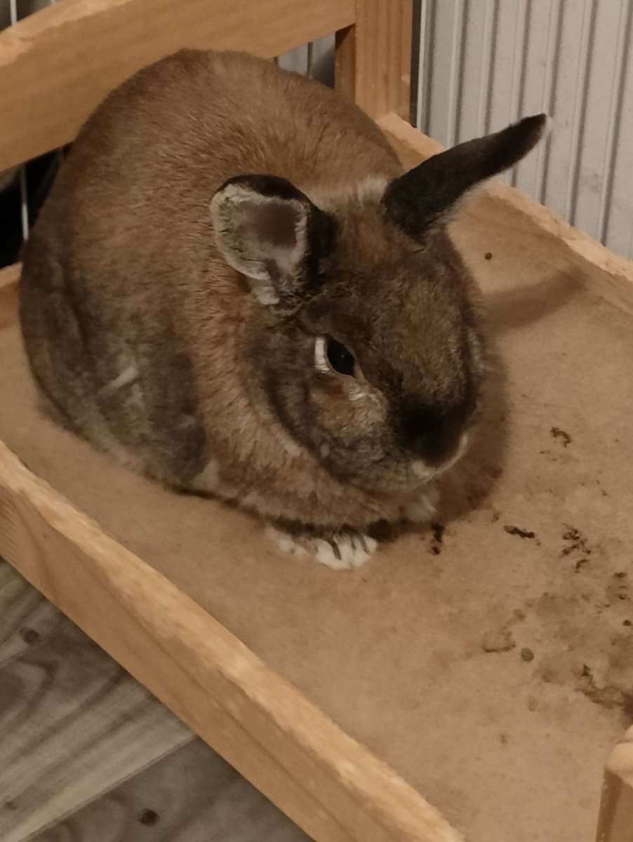 @DutchLGB I love rescues. I have a bunny, and she's a rescue. She was neglected, and now she's a happy bun that gets all the hay and cuddles she wants. Her name is Posey.