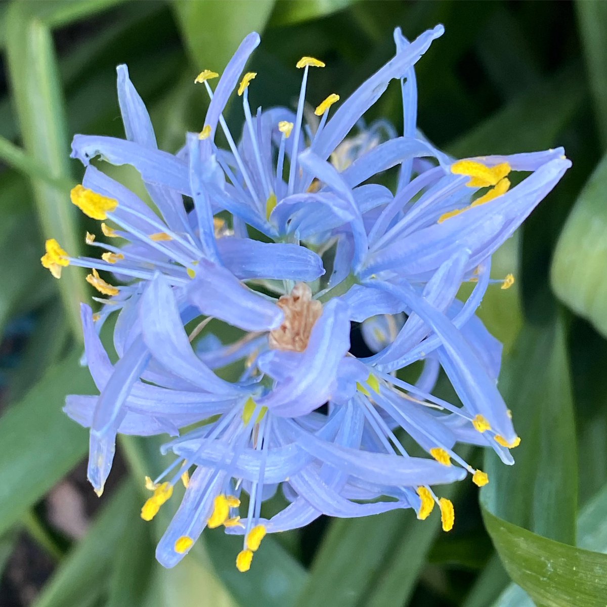 Something beautiful for this day: Camas Lily, Yakima, Washington (May 2024).