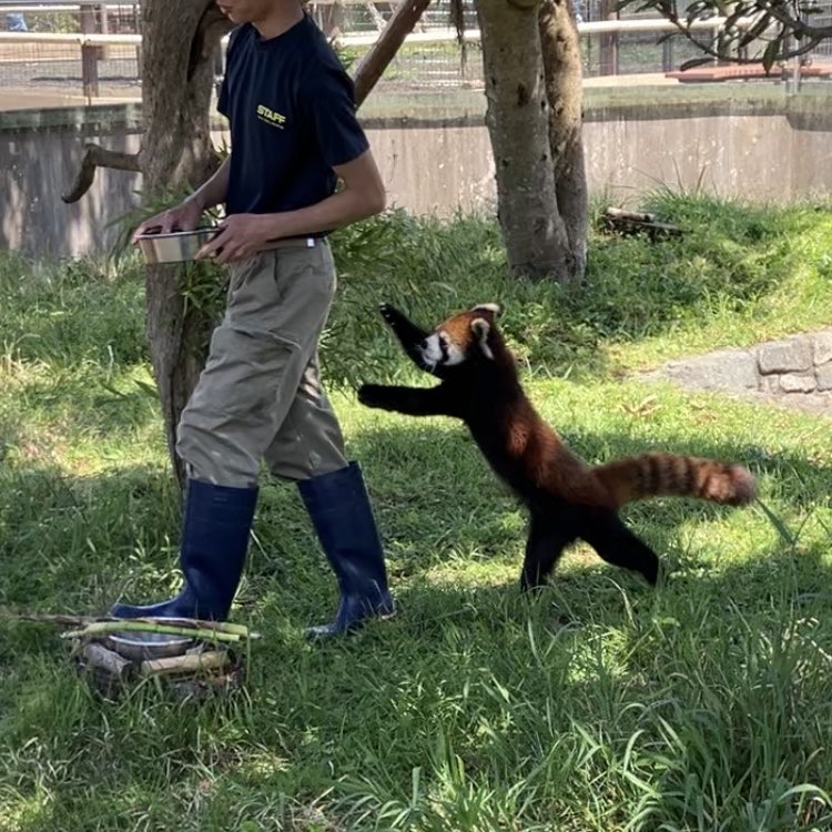 LDQX1y5JCVpIb5Q's tweet photo. 待ってー
2024.5.6
#大島公園動物園 #レッサーパンダ #ピースケ https://t.co/Cl22ODvXKe