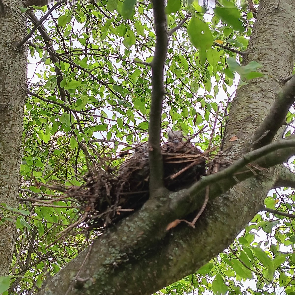 Rdangime's tweet photo. The mourning doveโs
home for baby birds
was not #aery at
all.
It lay low to the ground
with a little straw,
few twigs, as she
mothered her
two kids.
Night and day
she guarded the
nest.
Compared to
some humans,
she was Mother
Best.
#vss365 #aery https://t.co/0yqzw7o9Y9