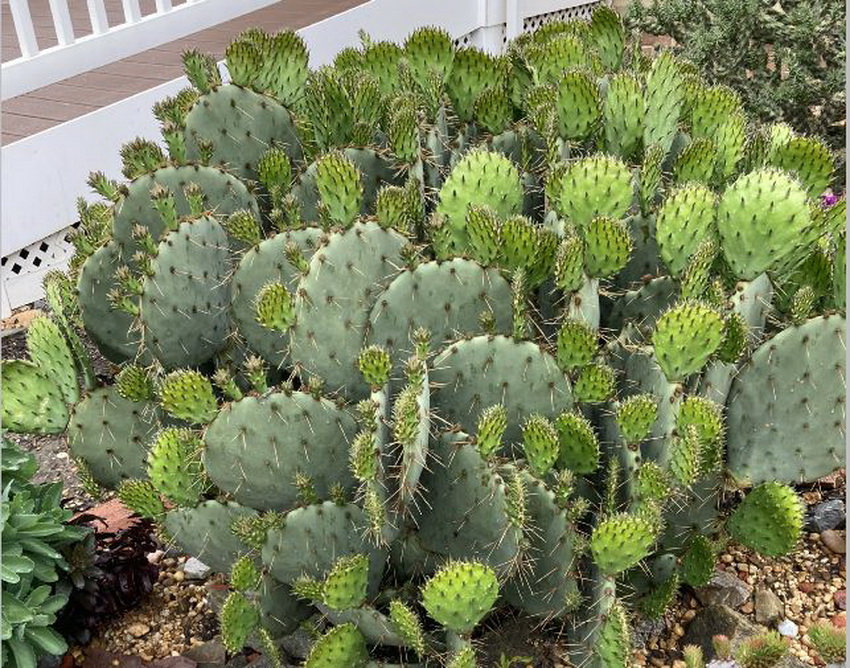 My large Opuntia orbiculata cactus in the outdoor winter hardy cacti and other succulent bed is producing a lot more new pads that I anticipated.  I'll have some serious pruning to do over the next few months.  🙄