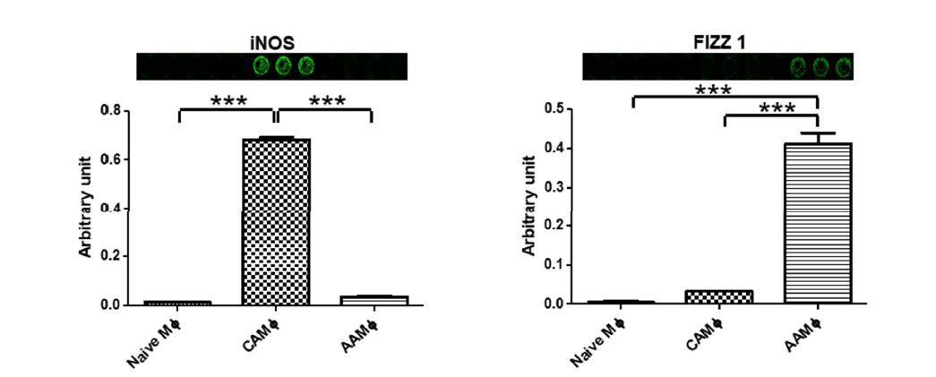 📢Welcome to read the paper by Yogesh Saini et al. | #InVitro Screening #Method for Characterization of #Macrophage Activation Responses
👉mdpi.com/2409-9279/5/5/…
 #protocol #highthroughput #drugsafety #screening  #immunecells #biomarker