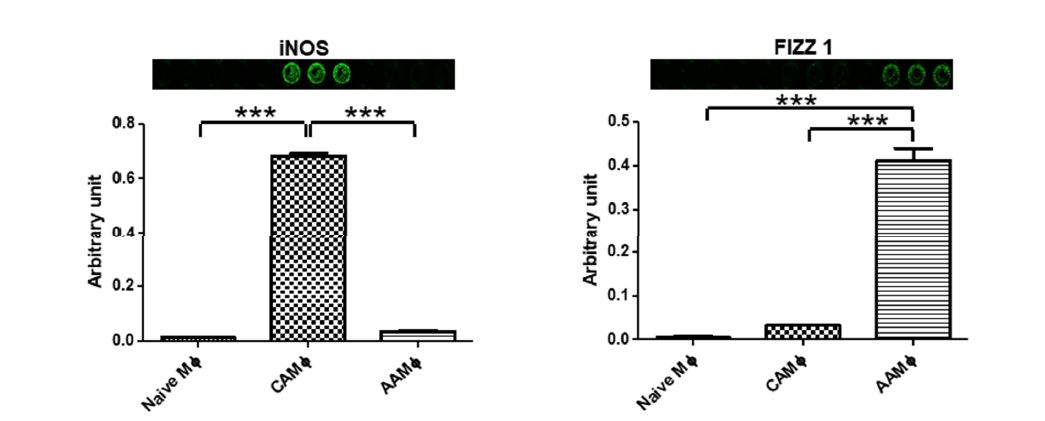 📢Welcome to read the paper by Yogesh Saini et al. | #InVitro Screening #Method for Characterization of #Macrophage Activation Responses 👉mdpi.com/2409-9279/5/5/… #protocol #highthroughput #drugsafety #screening #immunecells #biomarker