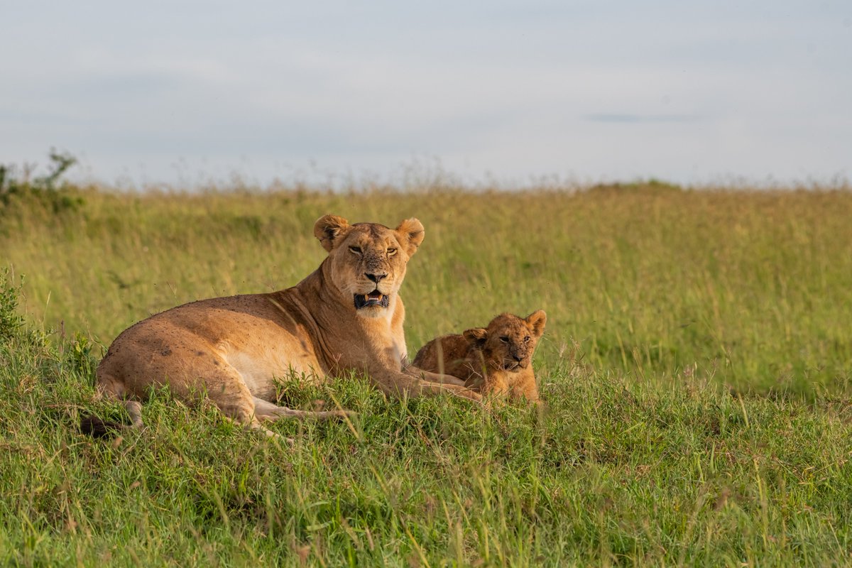 Rongai Lioness with her cub (Probably Bear face?) | Masai Mara| Kenya
.
.
#discoverafrica #ForestKingdom #animalsofafrica #masaimarabigacats #lioness #lionsofafrica #africanwonders #bownaankamal #iamnikon #masaimara #mothernature #jawsafrica #wildography #lionsinthewild