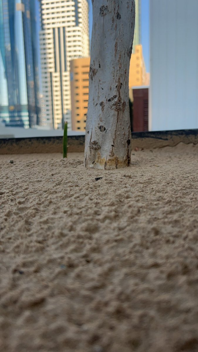 Good Morning ☀️ 
#ChampionsLeague #ImranKhan804 #Rafah