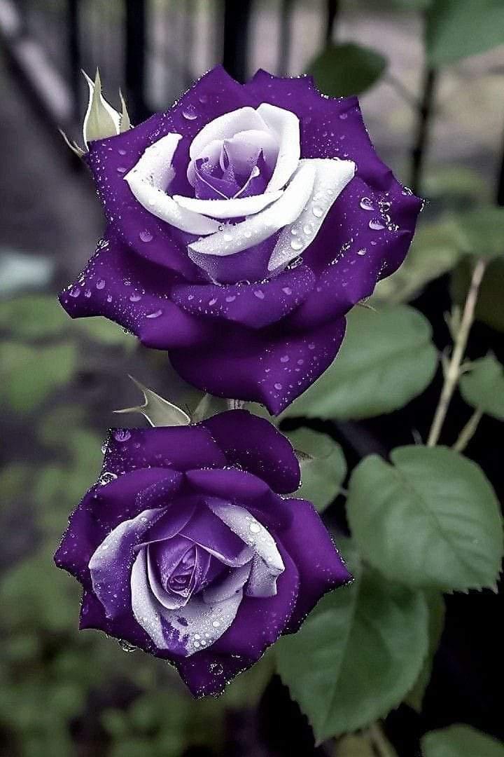 المسامحة سهلة ، الصعوبة
 في استعادة المڪانة ..
صباح_الخير 💐