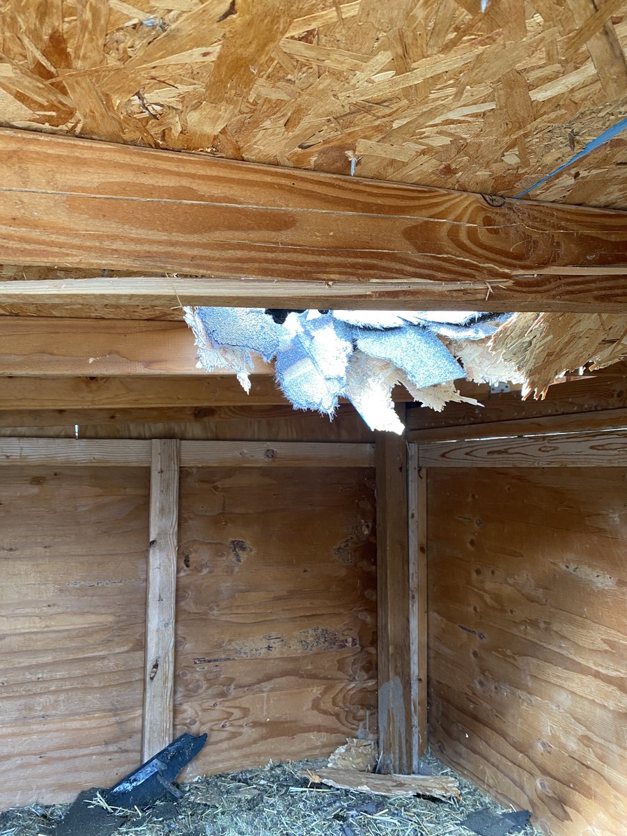 SLCScanner's tweet image. #AdditionalDetails 
Chunk of ice thought to have fallen from airliner kills Utah family’s pet goat gephardtdaily.com/local/chunk-of… via @GephardtDaily