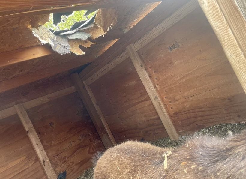 SLCScanner's tweet image. #AdditionalDetails 
Chunk of ice thought to have fallen from airliner kills Utah family’s pet goat gephardtdaily.com/local/chunk-of… via @GephardtDaily