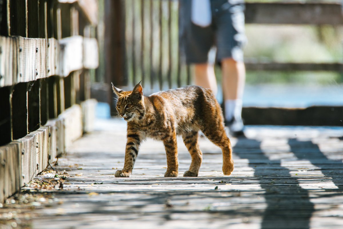 bobcat on the boardwalk