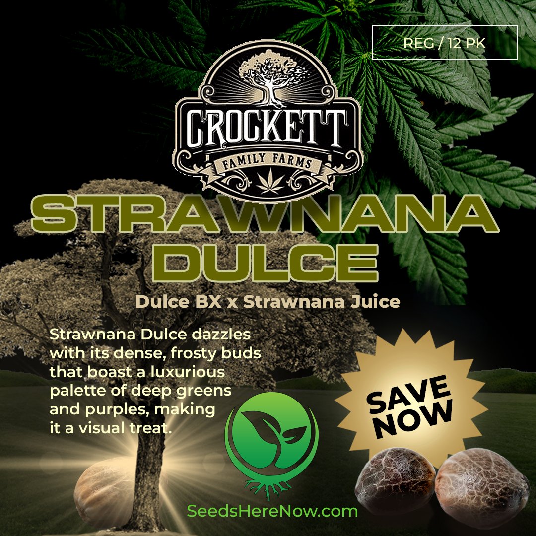Make Strawnana Dulce the newest addition to your collection! SAVE NOW: tinyurl.com/SHN-strawnana-…

#seedsherenow #growbudyourself #CannabisCommunity #cannabislife #420friendly #420Life #cannabisgrowers