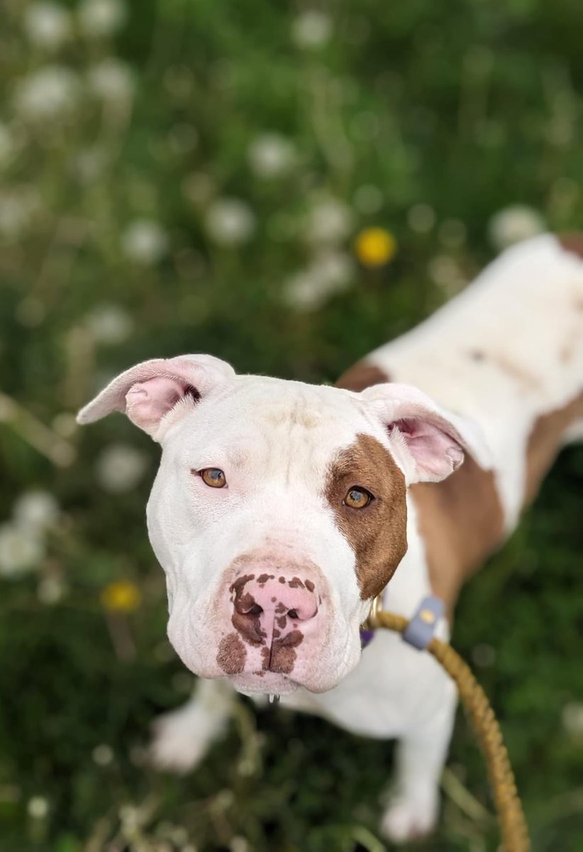 Gilda is wishing for a loving forever home! This gentle, loving, quiet lady has been learning to be brave with us and now wants to soak up all the love she can. Gilda enjoys leisurely walks, knows how to sit, and takes her treats gently. tinyurl.com/meetacitydog #adoptme