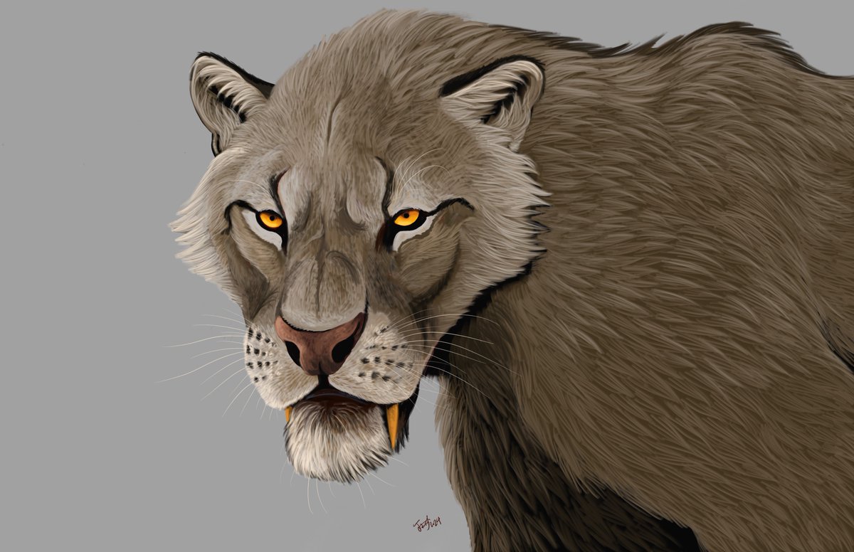 A sabercat I drew last night inspired by the work of my brother in arms @SergeiMerjeevs1 We don´t have any carnivorans as literally sharp today- 18 claws, bladelike fangs, in some species even the incisors and premolar were serrated. The largest were bigger than tigers or lions!