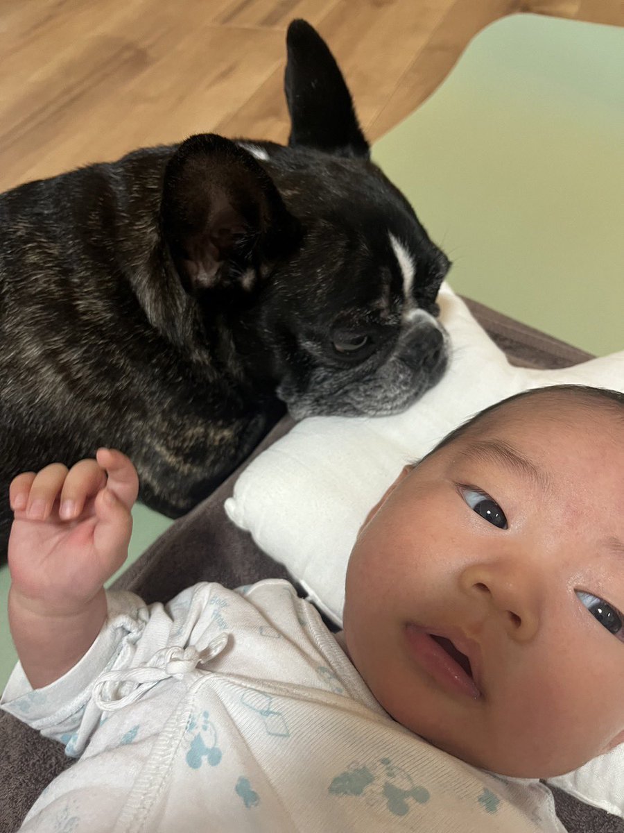 最近気付いたこと。
ぶぅちゃんは三男の様子を見にきているのではなく、三男の枕を狙っているということ🤣笑

少しでもスペース開いたらそこで寝ようとする👀

うーん、そういう行動可愛い☺️笑