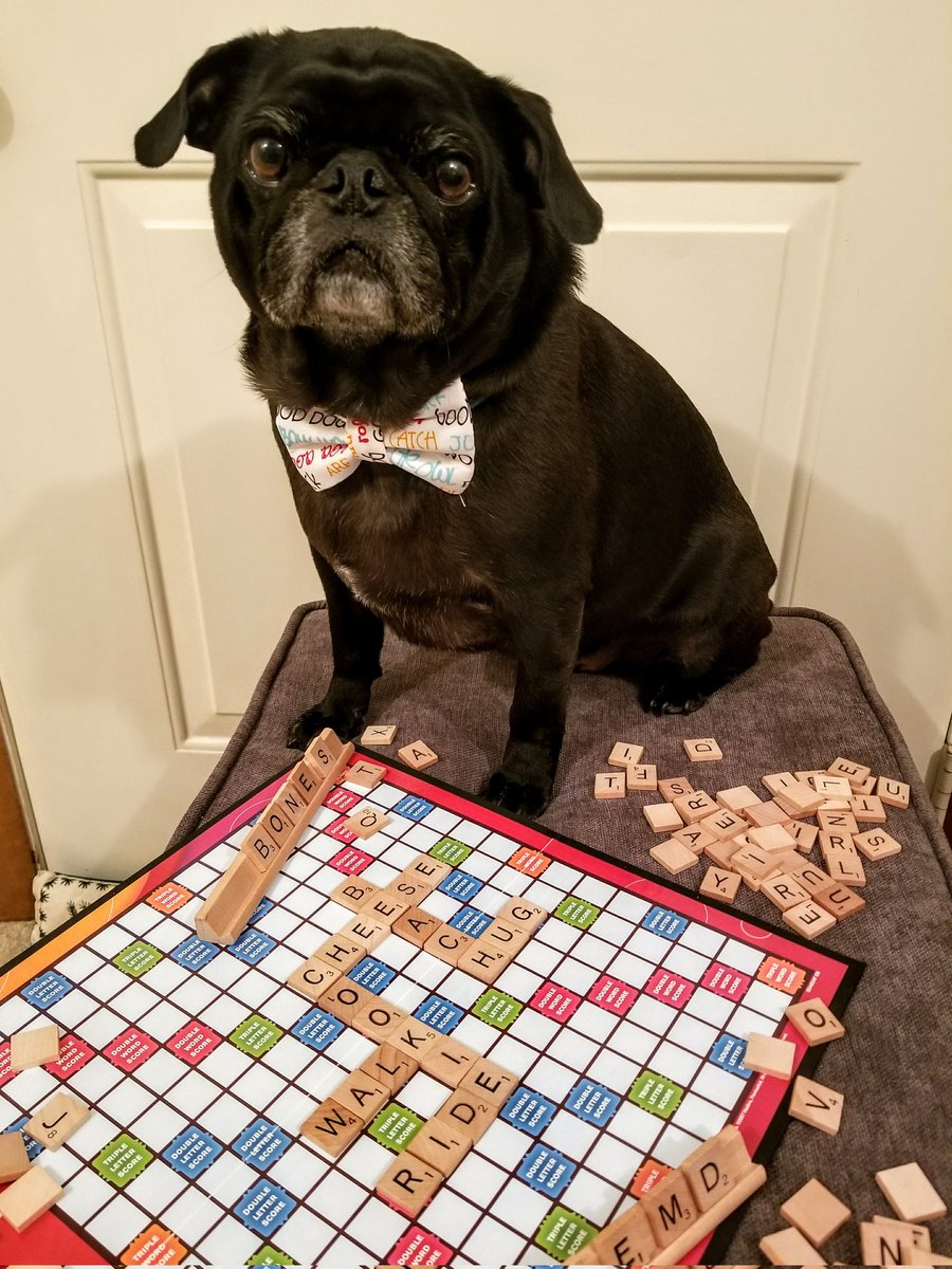 A3...oh my, a word puzzle....Marvelous Resilient Pug!! (I abbreviated😅) #pugtalk @ScribblePug @Chichidog6
