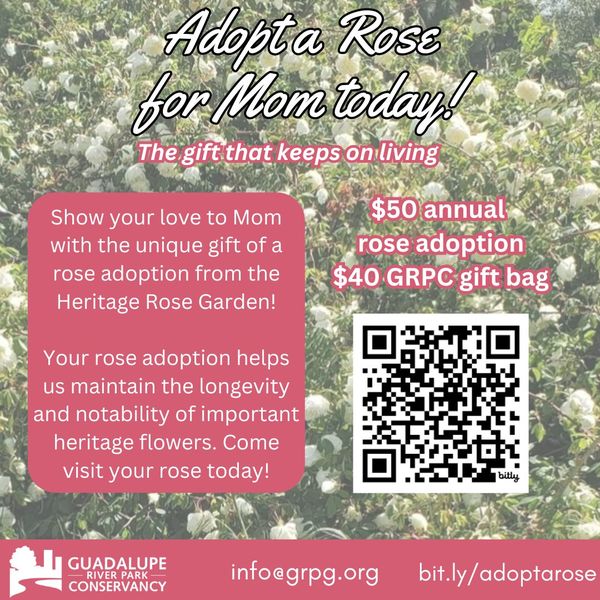 Show the Mom in your life your love with a rose adoption from the #HeritageRoseGarden🌹 Adoptions are $50 for the year + for an additional $40 you can purchase our limited edition rose box Adopt a rose at bit.ly/adoptarose #lovetheGRP