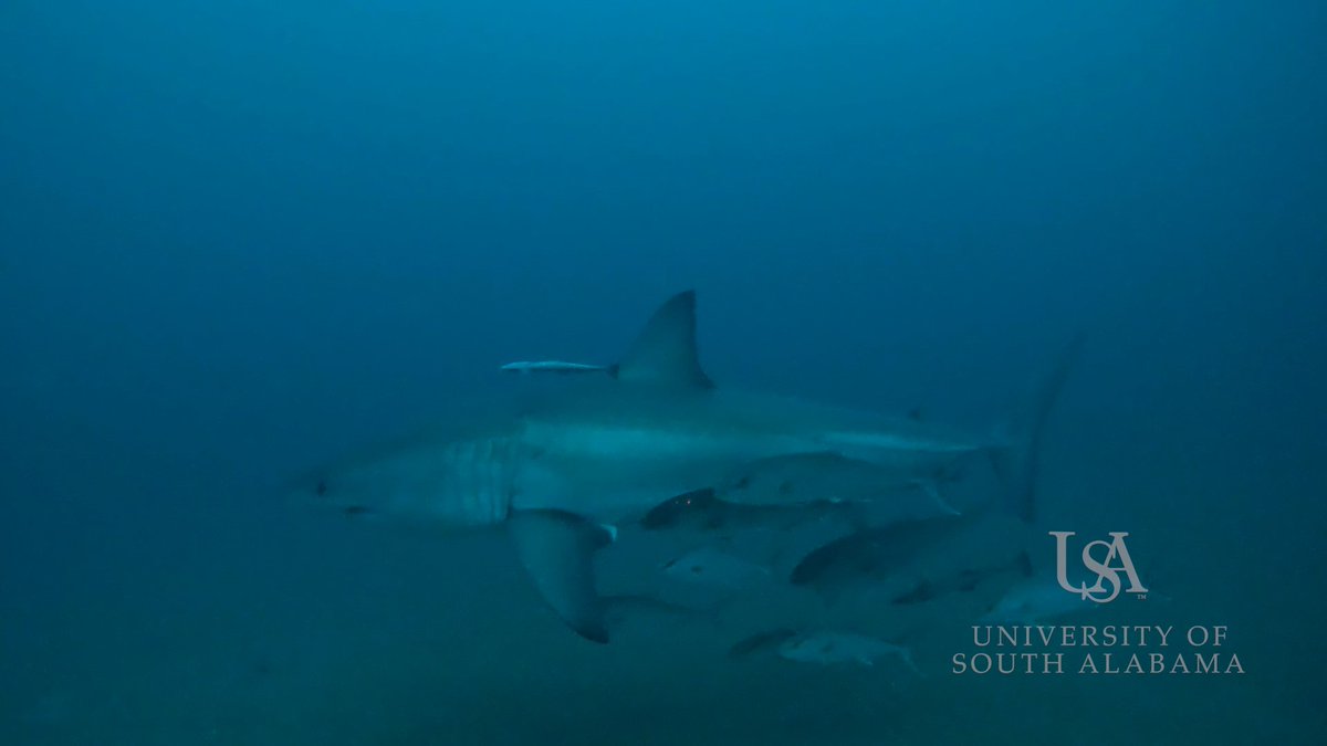 Rare Great White #Shark🦈sighting off #Alabama coast @mynbc15 @natwxdesk ://mynbc15.com/news/local/rare-great-white-shark-sighting-off-alabama-coast#