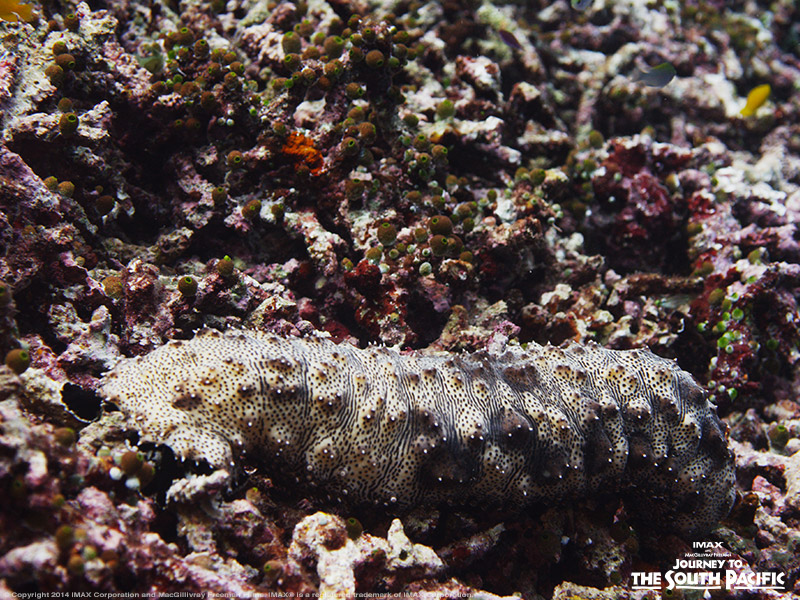 We see a … Sea cucumber from the South Pacific! This creature blends in seamlessly to its surroundings, making it difficult for predators to spot. While this creature has darker shades to help it camouflage, other species of sea cucumbers can actually be quite colorful.