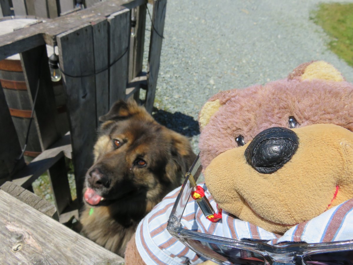 me and my new mated griswald, the brewmasterz doggy!
#celebrityauthorbear #celebritybear #celebearty