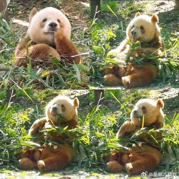 thanh40180's tweet photo. Cute, so so cute Qizai #qizai #panda #aninal #cute https://t.co/7XPaHnX2lV