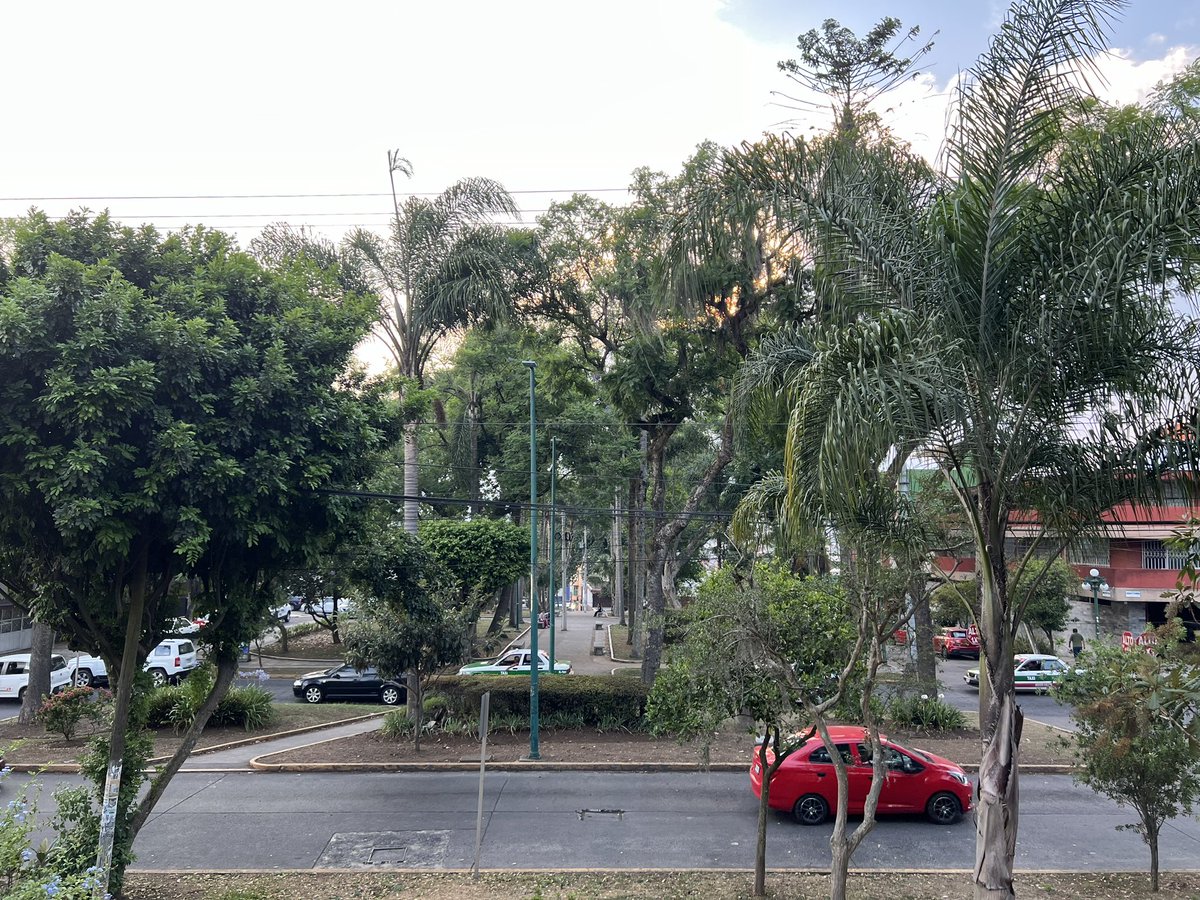 Qué bonita la zona de Avenida Orizaba / Paseo de las Palmas 🌴