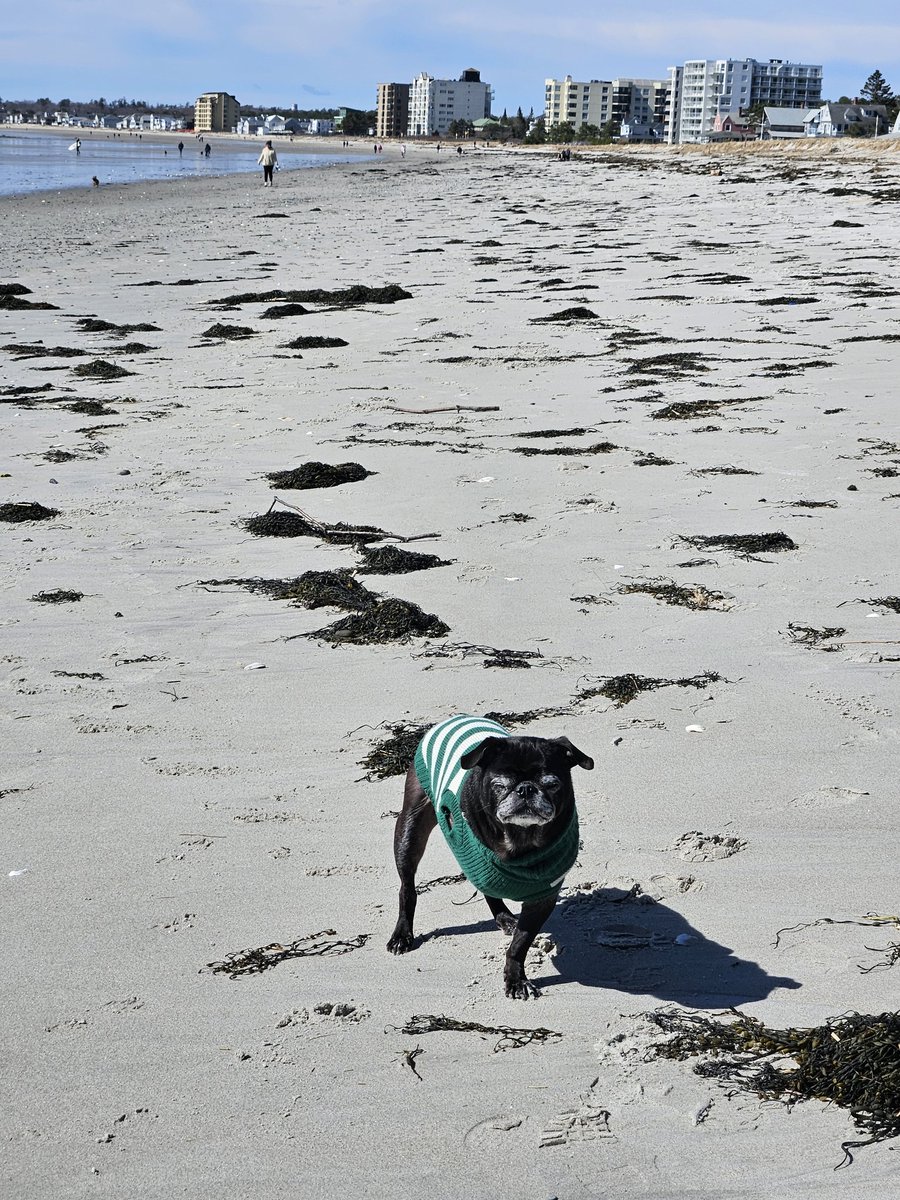 A4...YUP...I stay in bed while mom gets ready for work, then i snooze in her office, then beach walk, breakfast, morning nap...EXHAUSTING SCHEDULE 🥴🤣🤣 #pugtalk @ScribblePug @Chichidog6