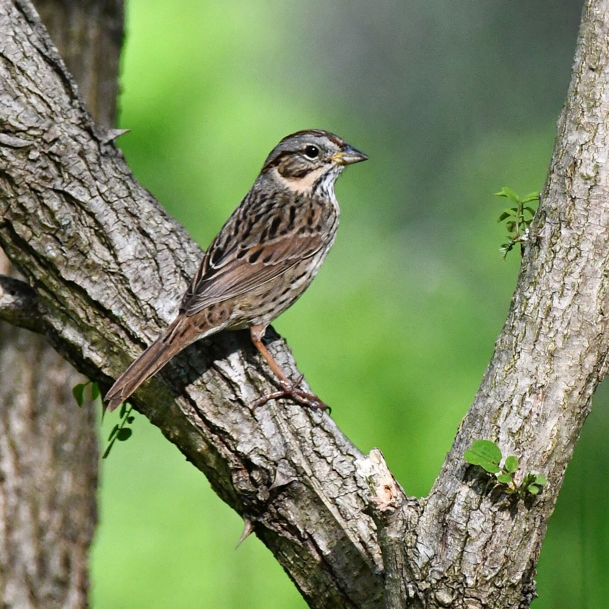 Lincoln's Sparrow observed on the Marine Park trail in the late afternoon today. (40.605635, -73.924948)